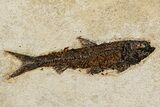 Stunning Green River Fossil Fish Mural with Several Species #342449-4